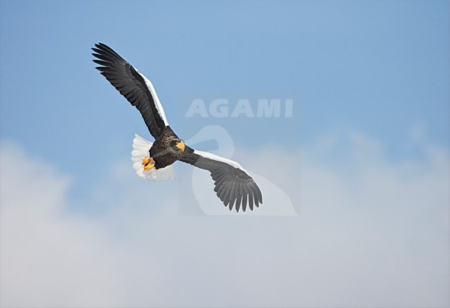 Steller-zeearend volwassen vliegend; Stellers Sea-eagle adult flying; stock-image by Agami/Marc Guyt,