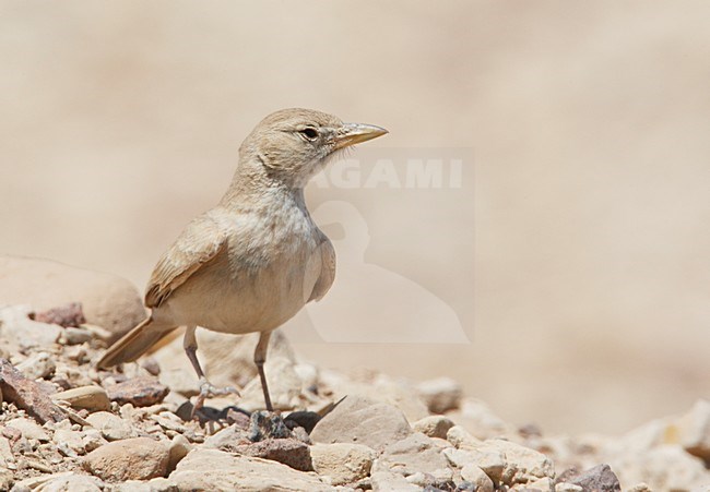 Woestijnleeuwerik in halfwoestijn; Desert Lark in semi desert stock-image by Agami/Markus Varesvuo,