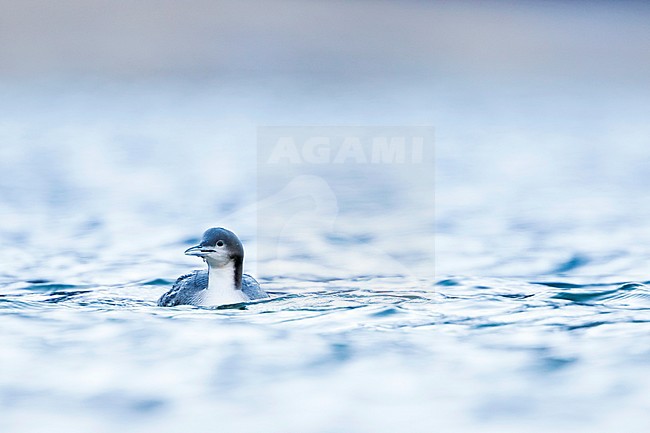 Pacific Loon (Gavia pacifica), Switzerland, 1st cy stock-image by Agami/Ralph Martin,