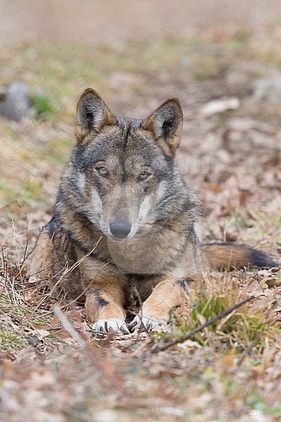 Italian Wolf (Canis lupus italicus), captive animal resting on the ground, Civitella Alfedena, Abruzzo, Italy stock-image by Agami/Saverio Gatto,