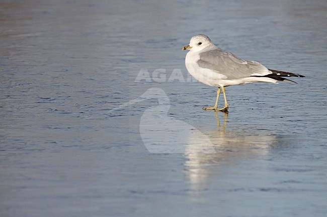 Stormmeeuw staand in water; Mew Gull perched in water stock-image by Agami/Chris van Rijswijk,