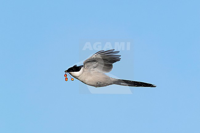 Azure-winged Magpie (Cyanopica cyanus) in flight carrying red fruits, found near Ulan Baatar in Mongolia stock-image by Agami/Mathias Putze,