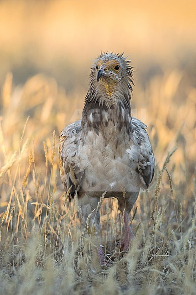 Endangered Egyptian Vulture (Neophron percnopterus) stock-image by Agami/Alain Ghignone,