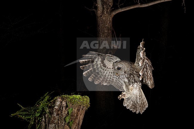 Tawny Owl (Strix aluco) in the Aosta valley in northern Italy. Landing on a stump at night in a dark forest. stock-image by Agami/Alain Ghignone,