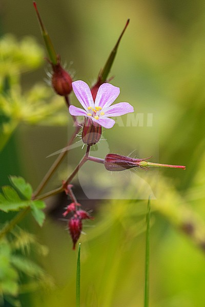 Herb Robert flowers and seed box stock-image by Agami/Wil Leurs,