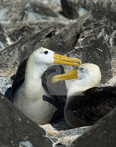 Galapagosalbatros, Waved Albatross stock-image by Agami/Roy de Haas,