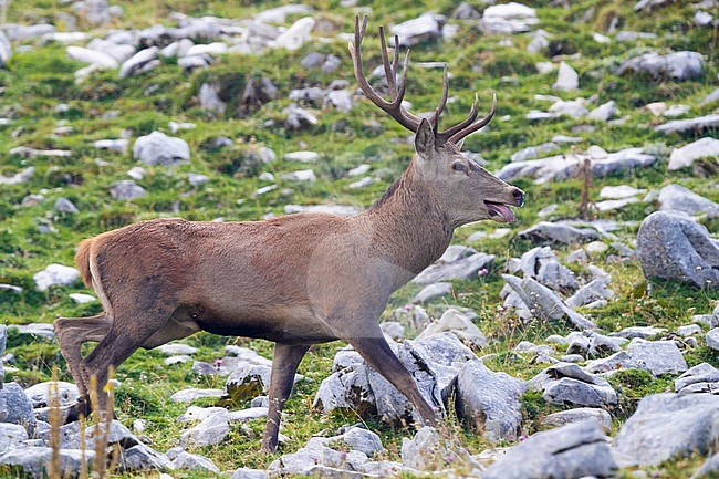 Red Deer (Cervus elaphus), front view of an adult male walking on a rocky terrain, Abruzzo, Italy stock-image by Agami/Saverio Gatto,