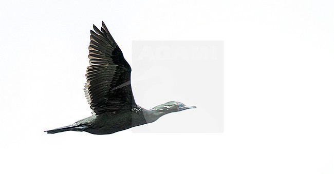 Little Black Cormorant (Phalacrocorax sulcirostris) in New Zealand. Also known as the little black shag. stock-image by Agami/Marc Guyt,