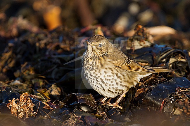 Song Thrush - Singdrossel - Turdus philomelos, Germany, 1st cy stock-image by Agami/Ralph Martin,