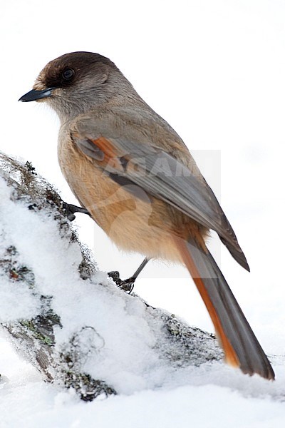Siberian Jay (Perisoreus infaustus) in taiga forest of northern Finland during a cold winter. Standing and looking alert on a snow covered branch. stock-image by Agami/Marc Guyt,
