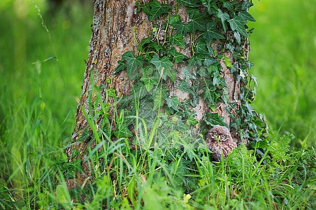 Little Owl (Athene noctua noctua) chick in Germany (Baden-Württemberg). stock-image by Agami/Ralph Martin,
