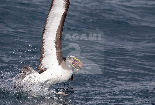 Adult Northern Buller's Albatross (Thalassarche bulleri platei) during a chumming session off Chatham Islands, New Zealand. Taking off with a chunk of fish scraps. stock-image by Agami/Marc Guyt,
