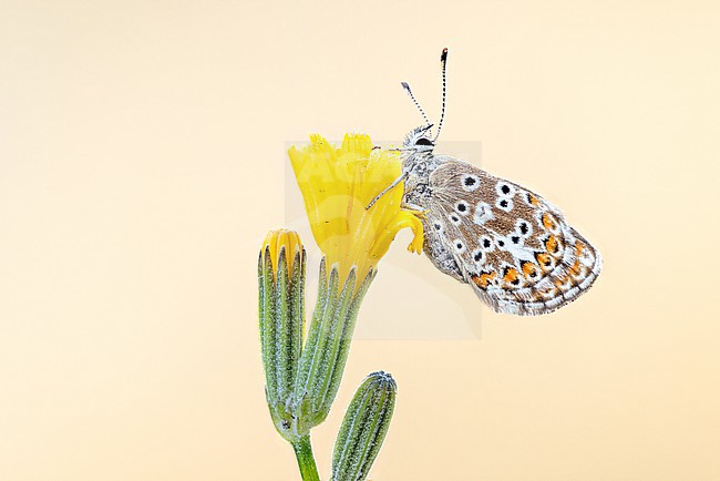 A Southern Brown Argus perched on a skeletonweed, basking in the soft glow of the early morning sun. stock-image by Agami/Onno Wildschut,