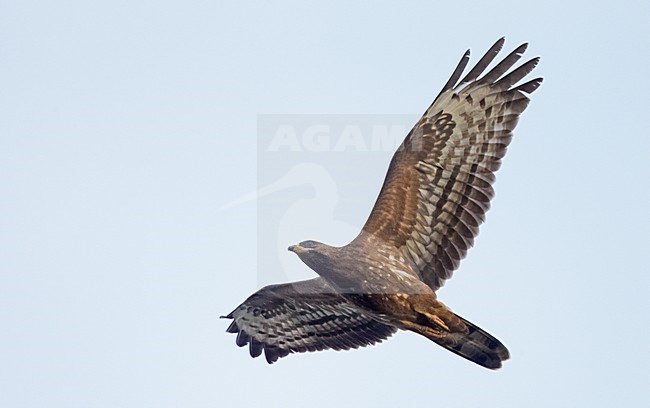 Wespendief in vlucht, European Honey Buzzard in flight stock-image by Agami/Markus Varesvuo,