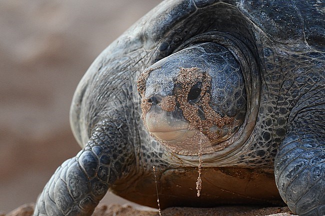 Green Sea Turtle (Chelonia mydas) on the beach of Ascension Island in the central Atlantic ocean. It migrate long distances between feeding grounds and hatching beaches stock-image by Agami/Laurens Steijn,