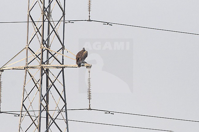 Himalayan Griffon Vulture (Gyps himalayensis) in India. Perched on transmission tower. stock-image by Agami/Dani Lopez-Velasco,