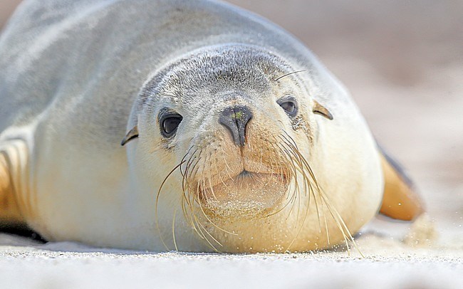 Australian Sea Lion (Neophoca cinerea) lying on the sand stock-image by Agami/Georgina Steytler,