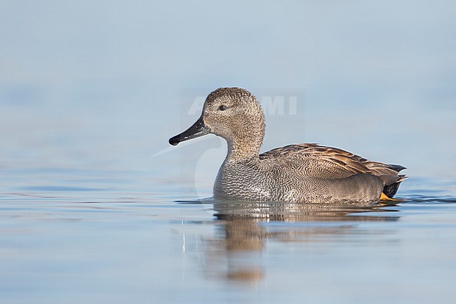 Gadwall - Schnatterente - Anas streperea, Germany, adult male stock-image by Agami/Ralph Martin,