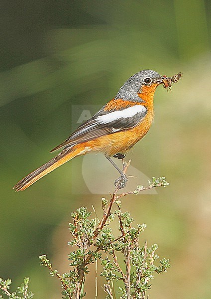Adult male Przevalski's redstart (Phoenicurus alaschanicus), also known as the Ala Shan redstart, on Tibetan plateau, Qinghai, China. stock-image by Agami/James Eaton,