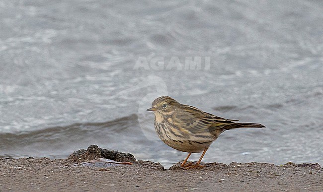 Adult Meadow Pipit (Anthus pratensis) standing on a beach during autumn migration in the Netherlands. Seen from the side. stock-image by Agami/Edwin Winkel,