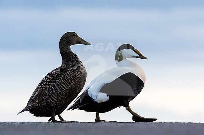 Paartje Eider; Common Eider pair stock-image by Agami/Jari Peltomäki,