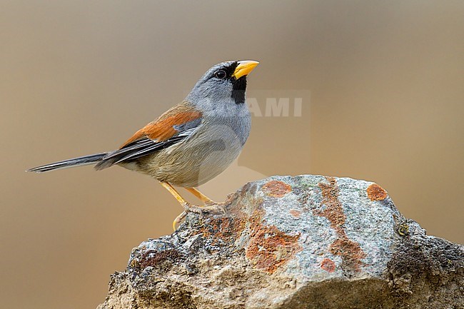 Great Inca-finch in Peru. Looking up. stock-image by Agami/Dubi Shapiro,