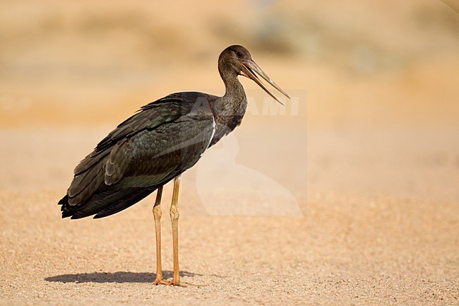 Juveniele Zwarte Ooievaar; Juvenile Black Stork stock-image by Agami/Daniele Occhiato,