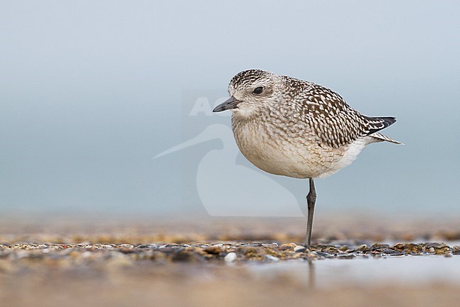 Grey Plover - Kiebitzregenpfeifer - Pluvialis squatarola ssp. squatarola, Germany, 1st cy stock-image by Agami/Ralph Martin,