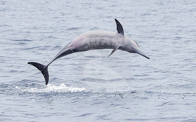 Spinner Dolphin (Stenella longirostris) in spinning motion, part of a series, taken on the Ombai Strait, Timor-Leste stock-image by Agami/Lennart Verheuvel,