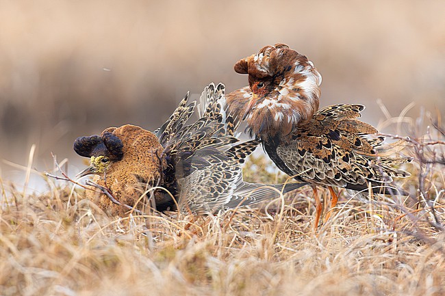 Ruff (Calidris pugnax), adult males displaying, Finnmark, Norway stock-image by Agami/Saverio Gatto,