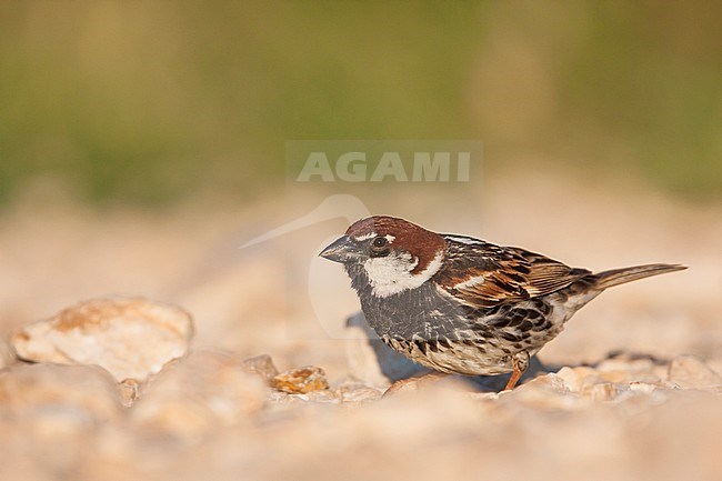 Spanish Sparrow - Weidensperling - Passer hispaniolensis ssp. hispaniolensis, adult male, Croatia stock-image by Agami/Ralph Martin,