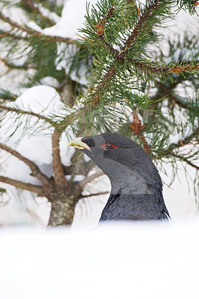 Capercaillie, Auerhoen stock-image by Agami/Marc Guyt,