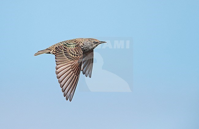 Flying, migrating winter plumaged Common Starling (Sturnus vulgaris). Passing by on eye level. stock-image by Agami/Ran Schols,