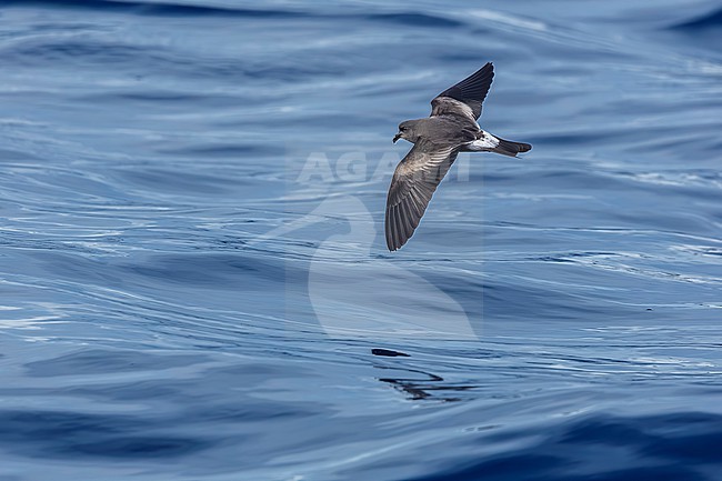 Leach´s Storm Petrel (Oceanodroma leucorhoa) flying at sea off Corvo, Azores, Portugal. stock-image by Agami/Vincent Legrand,