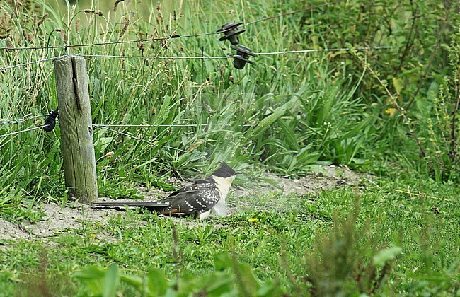Juvenile Great Spotted Cuckoo (Clamator glandarius) in the Netherlands. Rare vagrant from southern Europe. Sitting in green grass. stock-image by Agami/Fred Visscher,