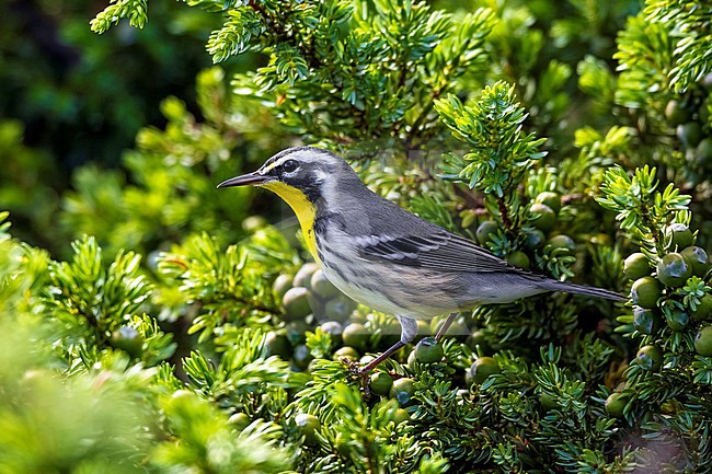 First-winter male Yellow-throated Warvler in PoÃ§o de Agua, Corvo, Azores. October 17, 2013. stock-image by Agami/Vincent Legrand,