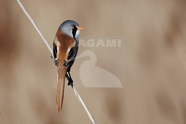 Bearded Reedling (Panurus biarmicus) taken the 17/02/2026 at Vauvert - France. stock-image by Agami/Nicolas Bastide,
