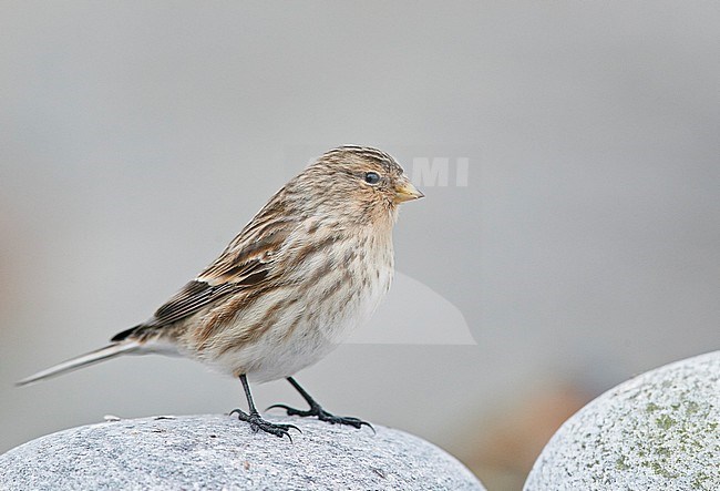 Twite (Carduelis flavirostris) in Finland. stock-image by Agami/Markus Varesvuo,