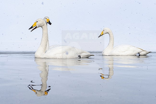 Whooper Swan (Cygnus cygnus) in winter surronding. stock-image by Agami/Marcel Burkhardt,