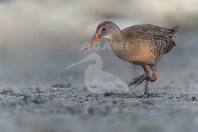 Clapper Rail (Rallus crepitans) feeding at the edge of a pond  in Puerto Rico stock-image by Agami/Dubi Shapiro,