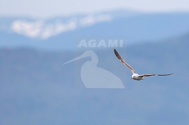 2nd summer Russian Common Gull, Larus canus heine) in flight at Lake Baikal, Russia. stock-image by Agami/Ralph Martin,