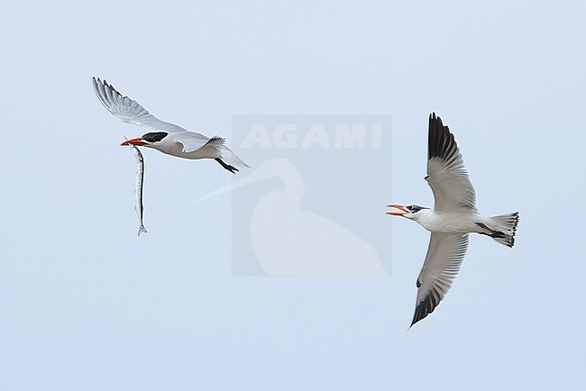 Two Caspian Terns (Hydroprogne caspia) in flight, including an adult with a halfbeak (hemiramphidae) fish in the bill and an immature begging for the fish. stock-image by Agami/David Monticelli,