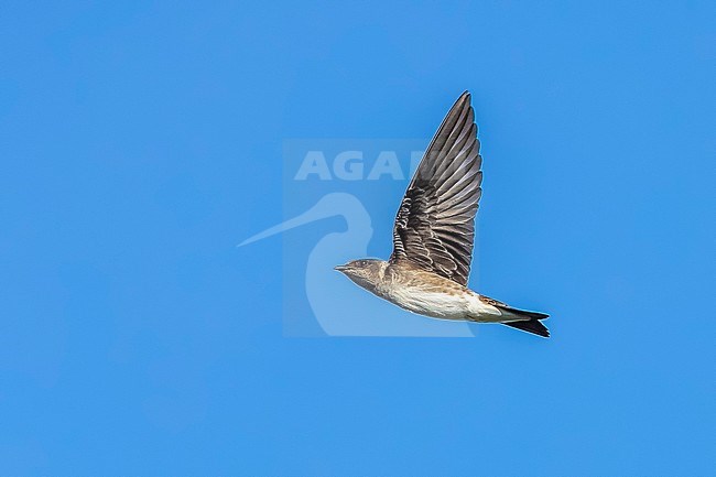 First-winter Purple Martin (Progne subis) flying over the sea, Cape May, New Jersey, USA. stock-image by Agami/Vincent Legrand,