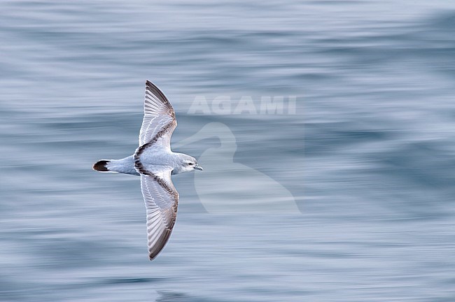 Fulmar Prion (Pachyptila crassirostris) in flight, seen from above, over the southern pacific ocean of subantarctic New Zealand. Photographed with slow shutterspeed. stock-image by Agami/Marc Guyt,