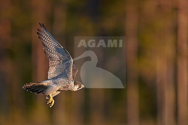 Adult Peregrine Falcon (Falco peregrine) in flight during summer at Vaala in Finland. stock-image by Agami/Markus Varesvuo,