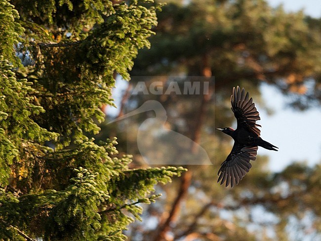 An adult female Black Woodpecker (Dryocopus martius) calling in flight, with Finnish taiga forest as background. stock-image by Agami/Markku Rantala,