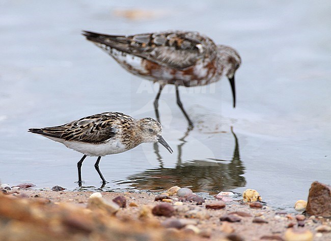 Little Stint (Calidris minuta) adult moulting from summer to winter plumage. Walking in front of a Curlew Sandpiper. Olhao, Portugal. stock-image by Agami/Karel Mauer,