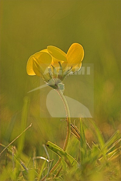 Moerasrolklaver close-up; Greater Bird\'s-foot Trefoil close up stock-image by Agami/Menno van Duijn,