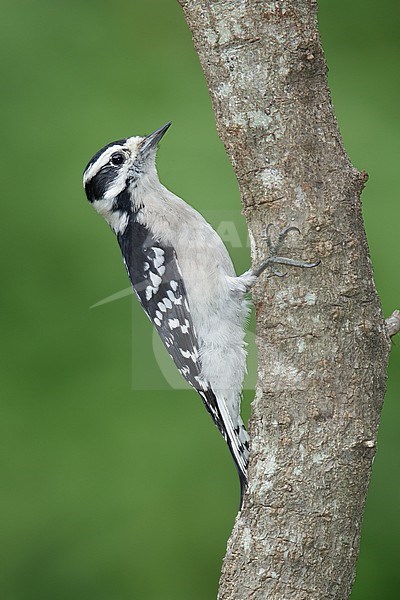 Adult female
Harris Co., TX
September 2014 stock-image by Agami/Brian E Small,