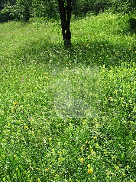 Nature reserve and walking area Gerendal, Limburg, Netherlands. Open area on a hill with open woodland covered with wild plants and flowers. stock-image by Agami/Marc Guyt,